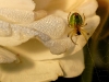 2009_06_araignee_courge1.jpg