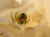2009_06_araignee_courge3.jpg