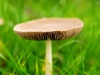 champignon02.jpg