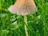 champignon04.jpg