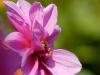 2008_10_bourdon.jpg