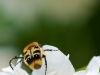 2010_06_trichius-fasciatus_1