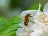 2010_06_trichius-fasciatus_2