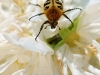 2010_06_trichius-fasciatus_3