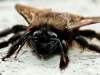 Abeille charpentière