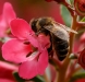 Abeille