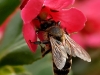 Abeille