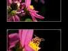 Abeille