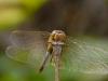libellule10.jpg