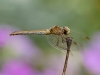 libellule6.jpg