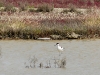 Avocette