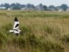 Avocette