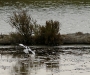Avocette
