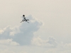 Avocette