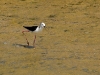 Echasse