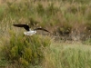 Echasse