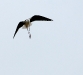 Echasse