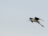 Echasse