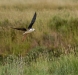 Echasse