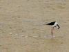 Echasse