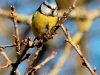 Mésange