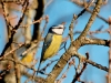 Mésange