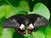 Papilio polytes