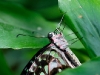 Graphium agamemnon