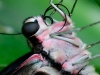 Graphium agamemnon