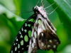 Graphium agamemnon