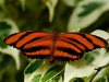 Dryadula phaetusa