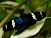 Heliconius sara
