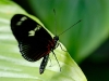 Heliconius sara
