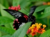Papilio rumanzovia
