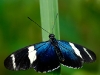 Heliconius sara
