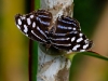Myscelia cyaniris