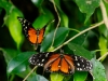 Heliconius hecale