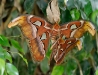 Attacus atlas