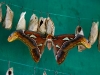 Attacus atlas