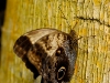 Caligo memnon; nom familier : Hibou