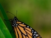 Danaus plexippus; nom familier : Le monarque
