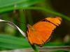 Dryas julia