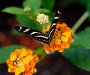 Heliconius charithonia