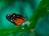 Heliconius cydno