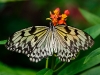 Idea leuconoe gordita; nom familier: Leuconoé