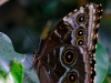 Morpho peleides