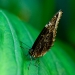 Morpho peleides
