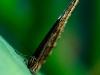 Morpho peleides