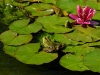 Grenouille