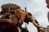 L'Eléphant et les voyageurs